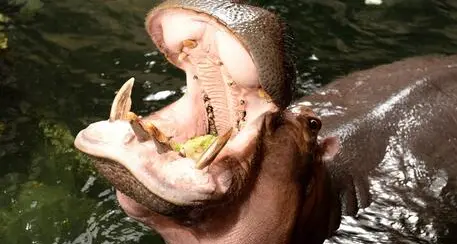 Uganda, ippopotamo inghiotte un bambino di due anni: lo sputa vivo grazie alla prontezza di un uomo