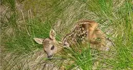 Polemiche in Abruzzo: per 50 euro si potrà uccidere un cucciolo di cervo