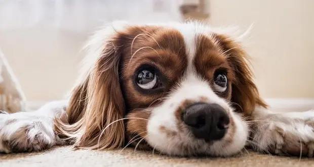 L’allarme degli animalisti: “Offrono sul web finte adozioni di cani, ma chiedono soldi veri”
