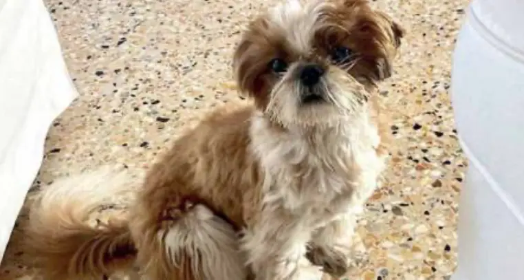 Mori: uccide un cane e poi fugge, bambino sfiorato dall'auto