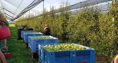 La vergogna di Aldeno: pakistani al lavoro nei campi, sfruttati e costretti a pagare l’affitto per case luride
