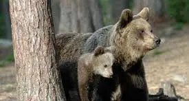 La forestale ha sentito il turista ferito dall’orso a Dro: “Aveva almeno un cucciolo”
