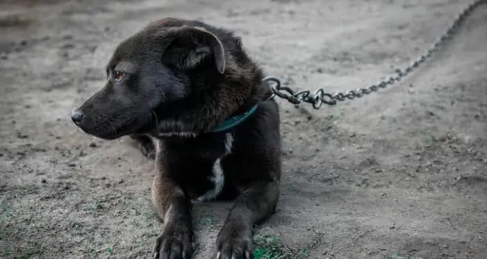 Da domani niente più cani alla catena, ad eccezione di guardianìa e sport cinofili