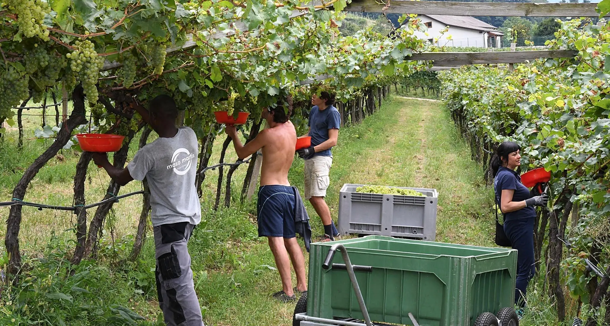 Cercansi stagionali in agricoltura: l'Agenzia del Lavoro ha già 250 domande (ma ne servono 3 mila)