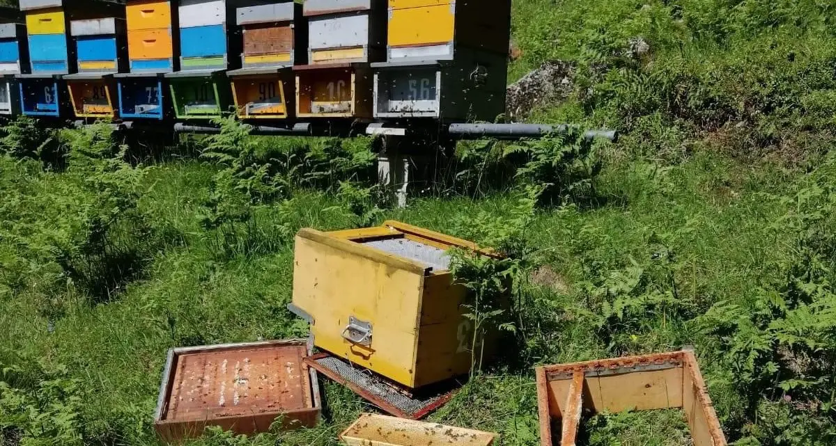 L'orso del Lagorai si è spostato sul Brocon e ha predato le arnie di un apicoltore