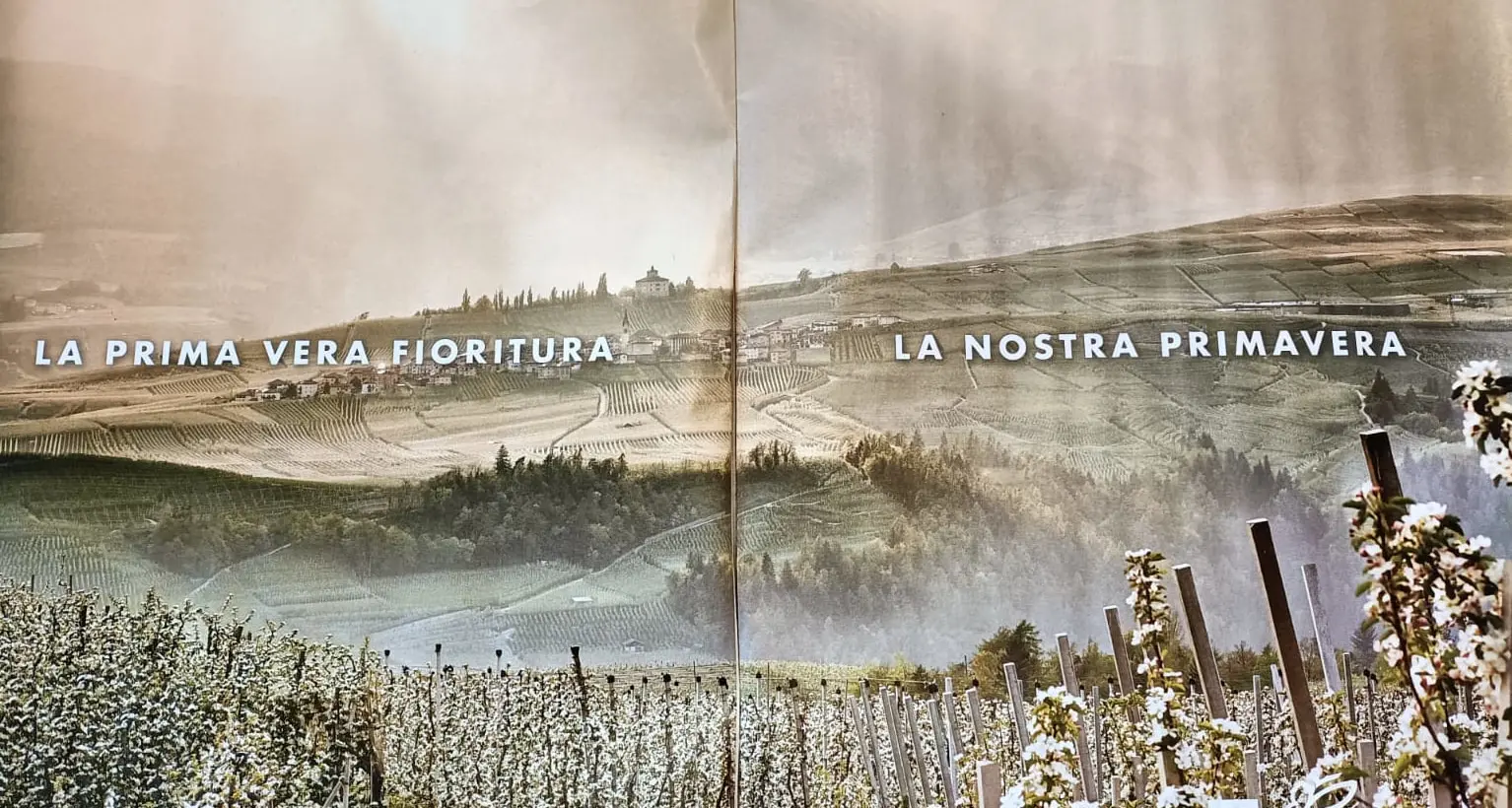 Reti antigrandine e atomizzatori: il WWF contro la pubblicità \"ingannevole\" del Trentino