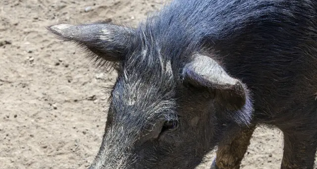Peste suina:ordinanza Regione Lazio dispone 'zona infetta'