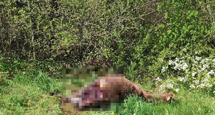 Sopramonte, l'orso colpisce in pieno paese e sbrana l'asinello Olmo, a due passi dal parco giochi