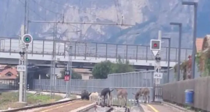 Che cosa ci facevano sette asini sulla ferrovia a San Michele all'Adige?