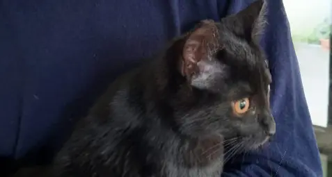 Getta una gattina dalla macchina al centro commerciale di Pergine, ma viene visto: «Lì è pieno di telecamere, sappi che ti prenderemo»