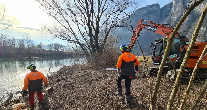 Lungo le sponde dell’Adige alberi tagliati per motivi di sicurezza