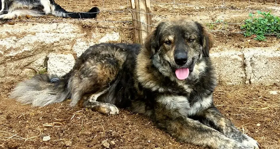 Orfeo, il cane da gregge ucciso dai lupi sul Carega, e il pastore vuol fargli un monumento