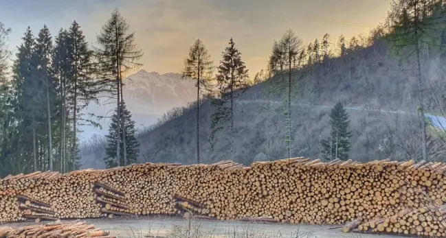 Milioni di piante abbattute da Vaia, ma in Trentino manca il legname: la beffa