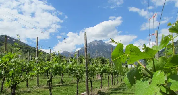 Viticoltura bio, raggiunti i 1.300 ettari in Trentino: rispetto al 2019 l’aumento è del 6%
