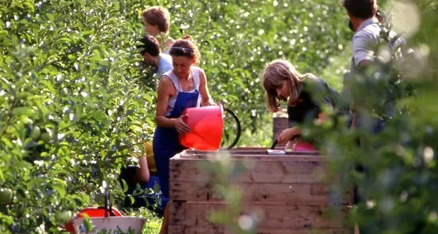 Rincari energetici, aziende agricole allo stremo. Coldiretti: “Impatto devastante pure sulla spesa dei consumatori”