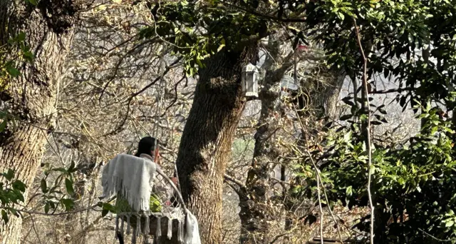 Famiglia del bosco: il ricorso, la mamma dipinta come una strega