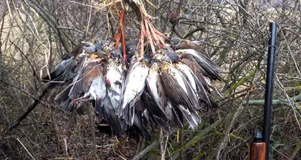 Si può sparare alla cesena per otto giorni in più: contrordine della Provincia, la Lipu insorge