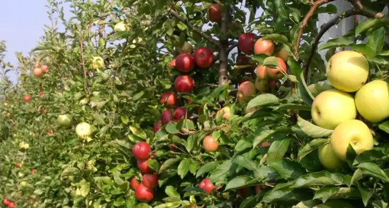 Agricoltura, l’allarme Cgil: «In Trentino cresce il rischio caporalato»