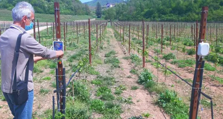 Fra sensori da remoto e algoritmi, il vigneto «tecnologico» della Fem