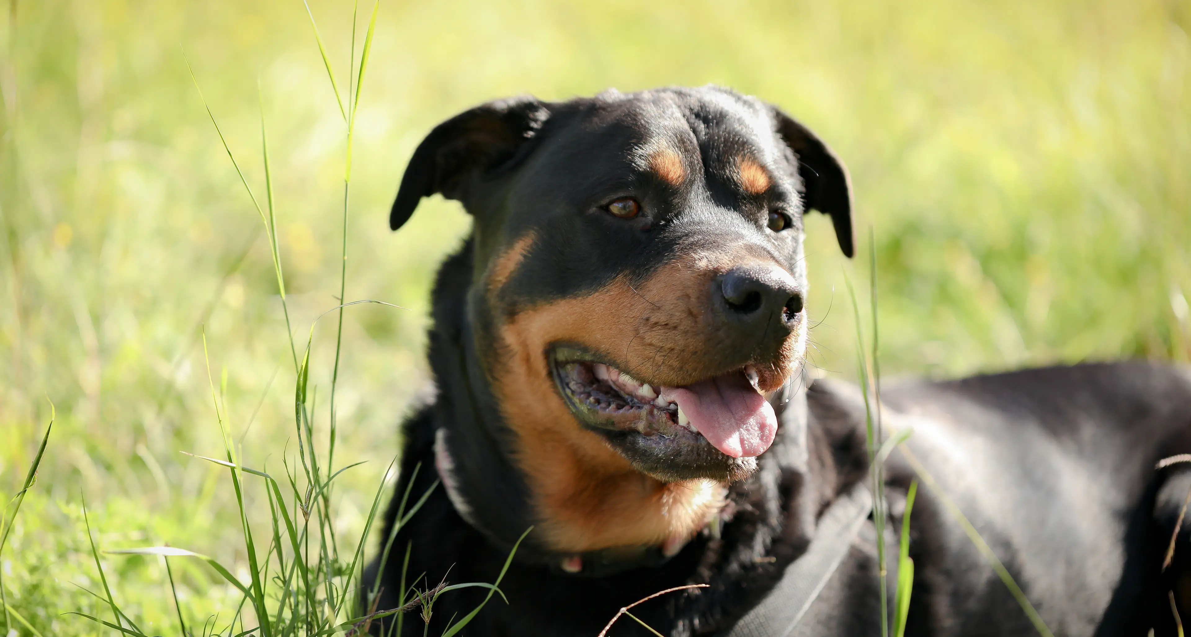 Liguria, aggredita dal rottweiler del fratello che stava accudendo: muore a 53 anni