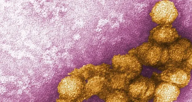 West Nile: due anziani gravi nel Mantovano, uno è in coma