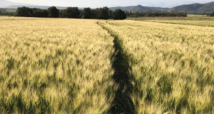Coldiretti: pasta più cara del 18 per cento nell'ultimo anno con il grano per produrla pagato il 30% in meno