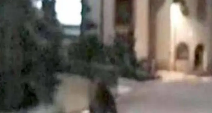 Orso per Dimaro, il sindaco: “Se le azioni di dissuasione non bastassero, chiederò di più”