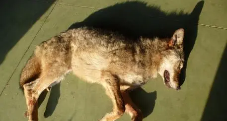 Trovata una lupa morta a Malga Perobia: segnalata grazie a due escursionisti