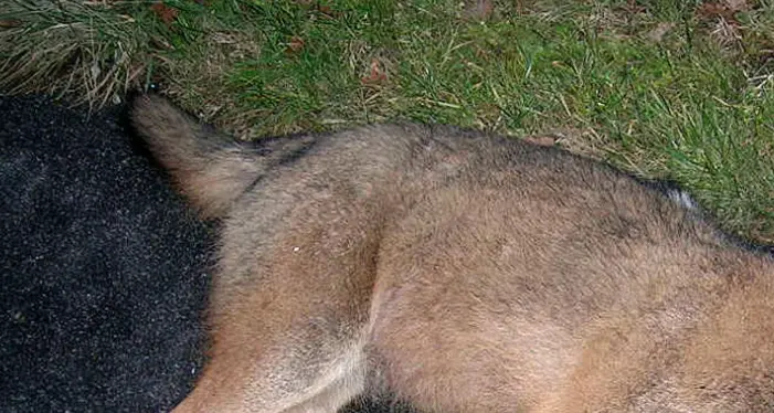 Lessinia, lupo ucciso a fucilate, la denuncia dell'associazione animalista