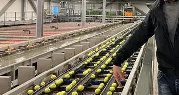Cosa è successo alla Sft, dove le operaie sono state costrette a lavorare gratis per rimediare a un errore con le confezioni di mele