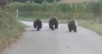 Vigo Cavedine: tre orsi a spasso in campagna, avvistati e filmati dopo gli avvistamenti a Gaggio e Stravino