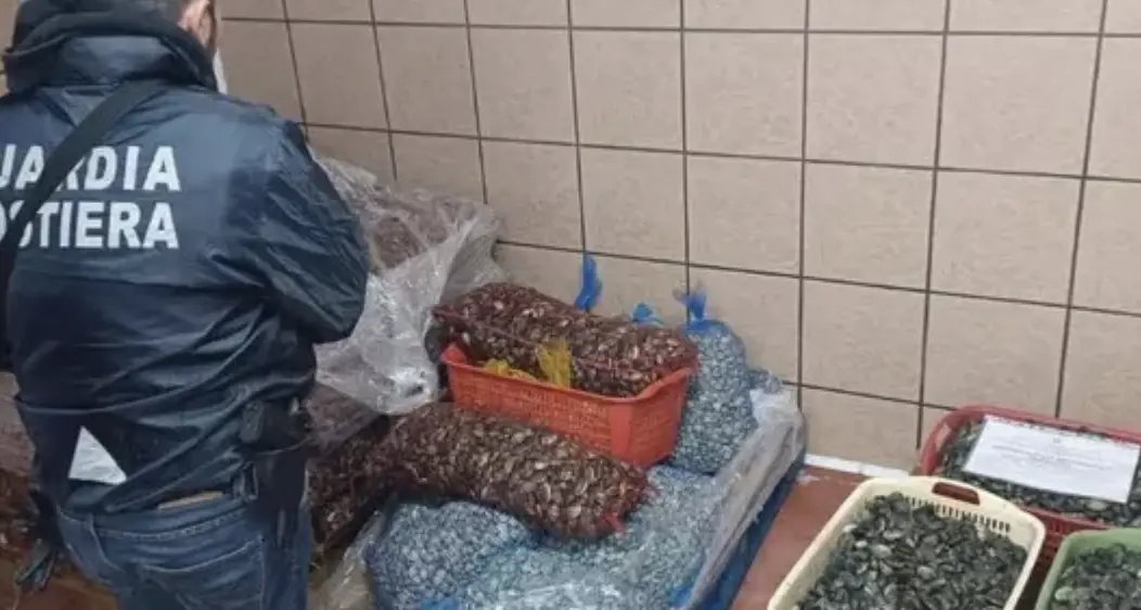 Maxi sequestro di pesce: 26 tonnellate fuori norma. Sequestri e multe anche in Trentino Alto Adige