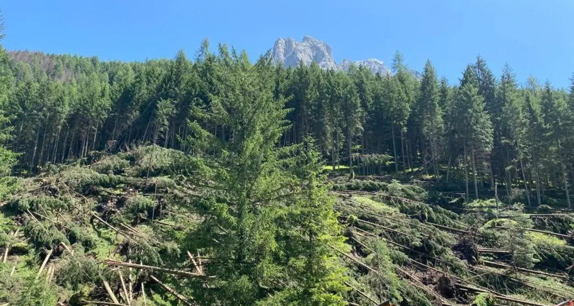 Maltempo in Trentino, si contano i danni: caduti 25mila metri cubi di legname in val di Fassa