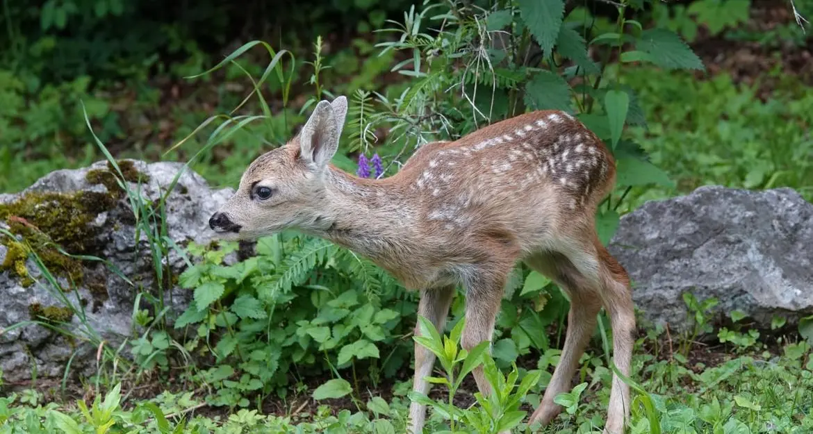 Piccoli di capriolo e cervo nascosti nell’erba: non toccarli, la madre potrebbe poi abbandonarli