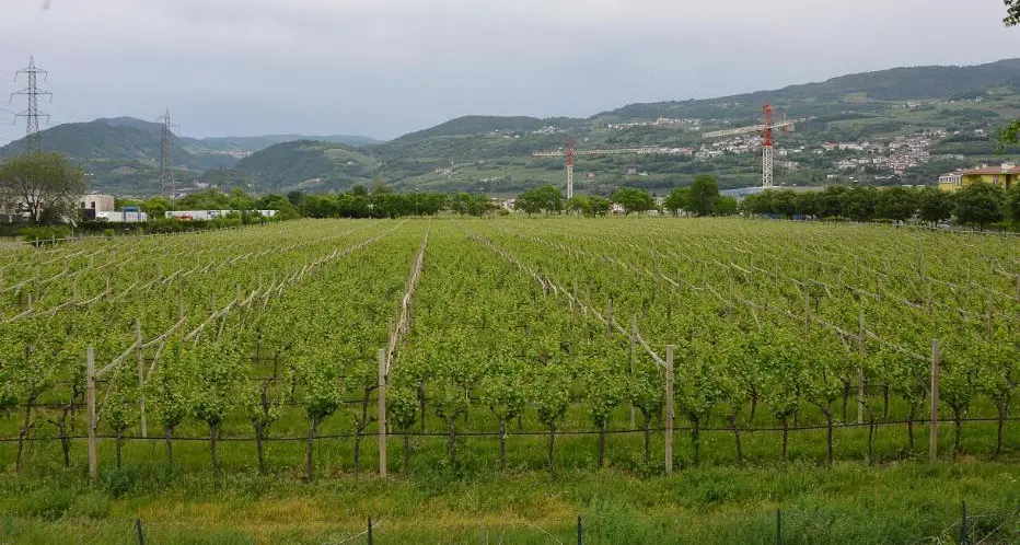 Gardolo contro la Provincia: no ai capannoni al posto dei vigneti di Spini