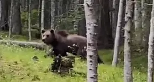 «Ho incontrato l’orso, è stata una grandissima emozione, sono felice come un bambino, te lo dico io che sono un cacciatore»