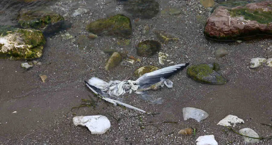 Confermata l’infezione di aviaria anche nei tre gabbiani rinvenuti alle foci del Sarca