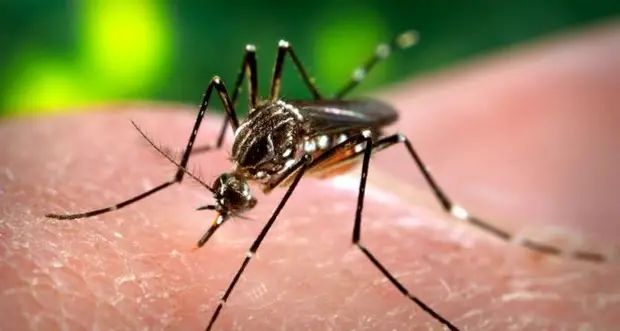 La zanzara tigre sta per tornare, ma spunta un \"alleato\" non previsto: la siccità