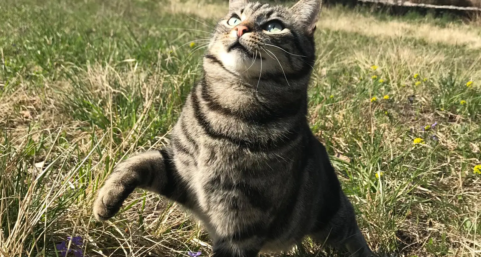 Orrore a Bolognano: il gattino «Profumo» ucciso con una fucilata, è riuscito a tornare a casa ma poi è spirato