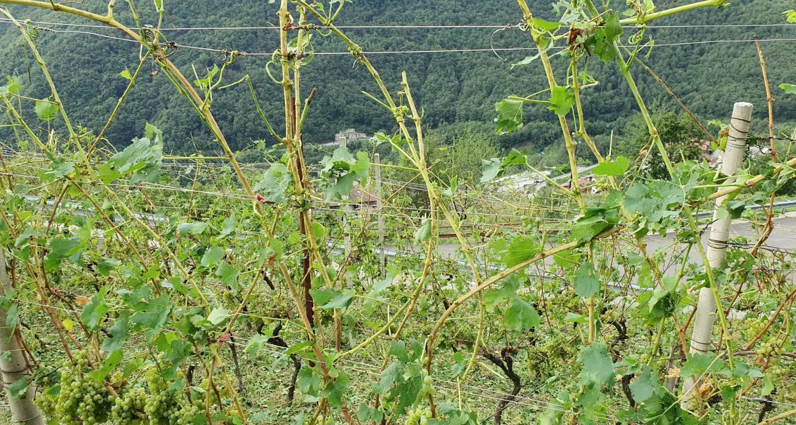 Nuova grandinata sulla Rotaliana: temporale pomeridiano e tempesta sulle vigne