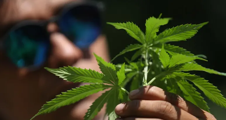 Marijuana come cura per l’ansia: condannato a 6 mesi