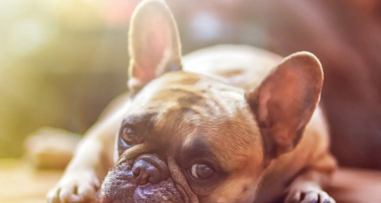 Il cane abbaia di notte? Arriva la maxi multa per il padrone