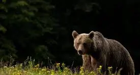 Bondone: avvista un’orsa, si spaventa e si ferisce cadendo