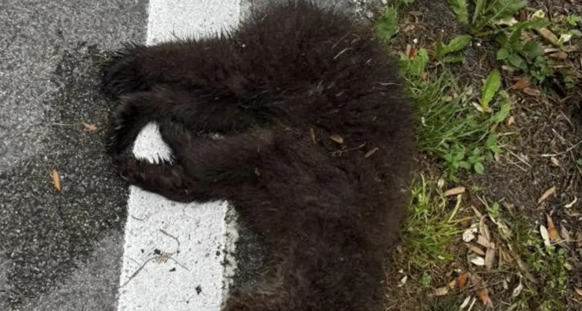 Cucciolo di orso muore investito sulla Gardesana: un secondo esemplare fugge nel bosco