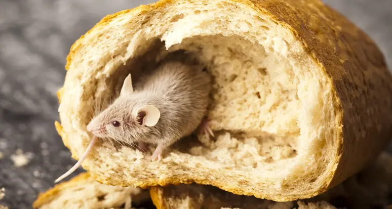 La ricerca: scoperti i neuroni anti-abbuffata, sono attivati dal gusto