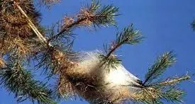 Ritorna l’incubo della processionaria, rischi per persone e animali: massima allerta in Trentino