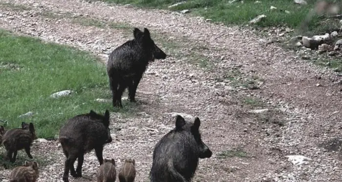 Allarme cinghiali, adesso si teme che arrivi anche in Trentino la peste suina