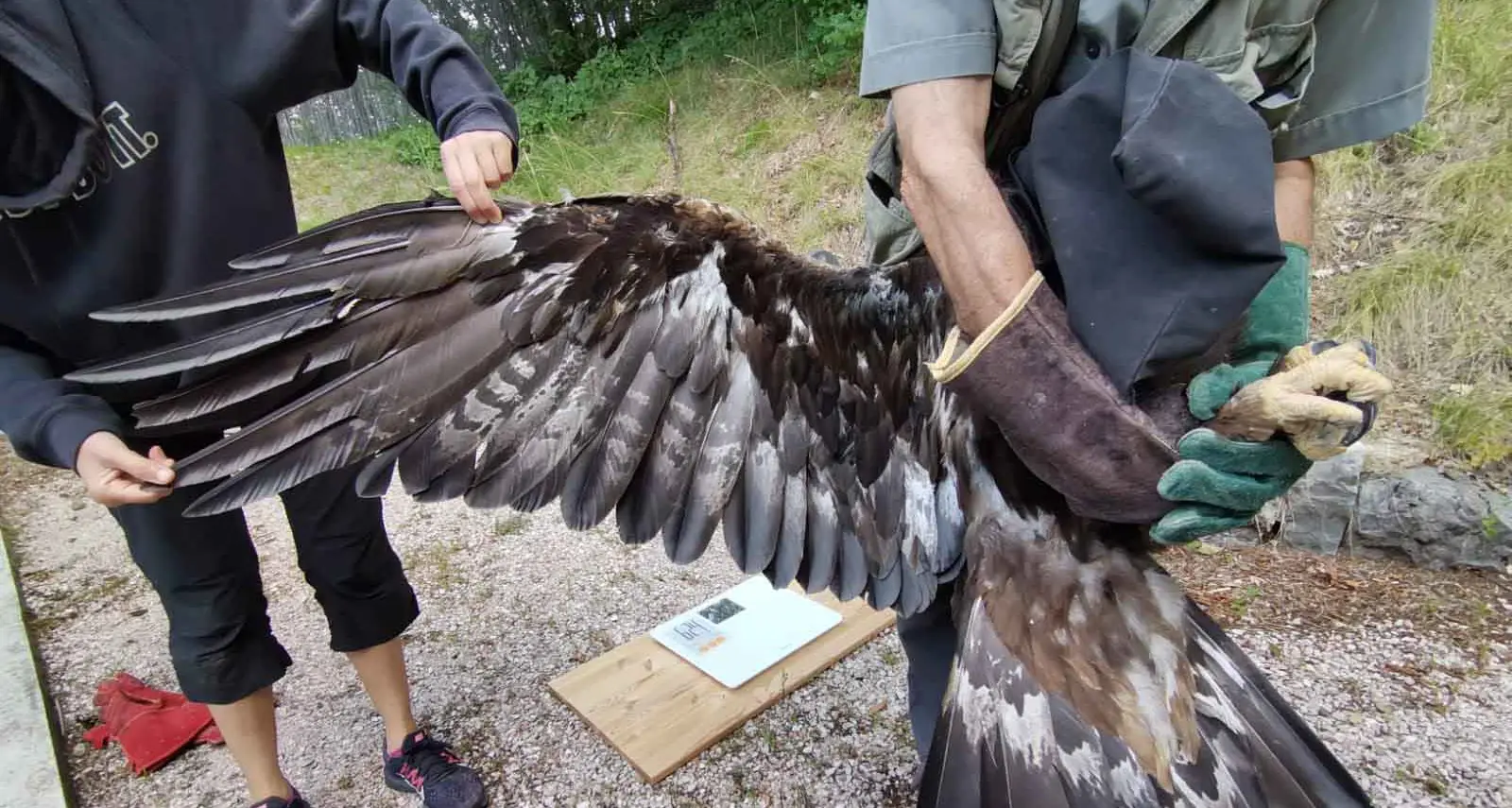 Ferita nelle reti anti-lupo, dopo le cure l’aquila è stata liberata sopra Caoria