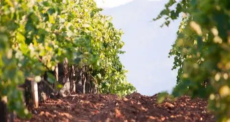 Referendum sul biodistretto, sindacati per il sì: “Occasione unica per valorizzare il territorio”