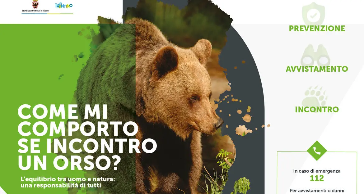 Orsi in Trentino: la Provincia rilancia la campagna informativa, ecco come comportarsi in caso di incontro